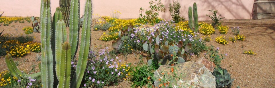 Free Things to Do in Tucson Arizona (Plus a couple of budget options)